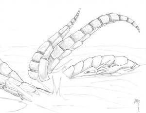cephalomachs.jpg